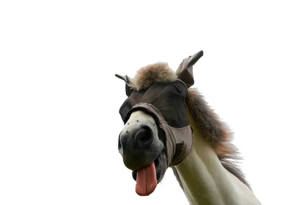 Домашний Конь Equus Caballus Защитой Глаз Муха Защитная Маска Красный — стоковое фото