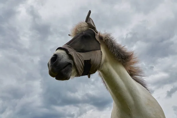 Cavalo Casa Equus Caballus Com Pele Clara Vestindo Uma Proteção — Fotografia de Stock