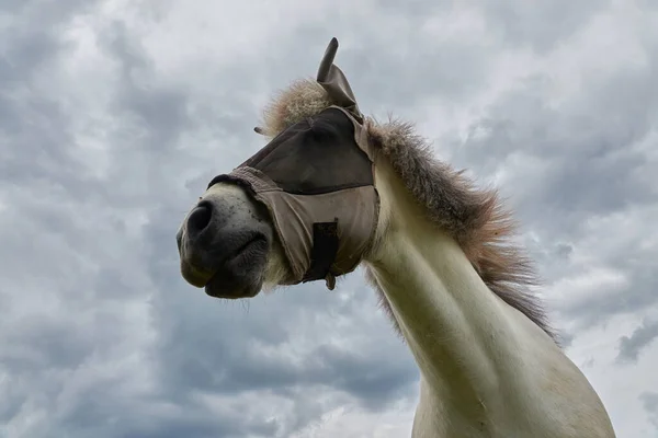 Cheval Domestique Equus Caballus Avec Fourrure Légère Portant Une Protection — Photo