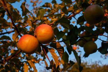 Bir dalın üzerinde iki aydınlatılmış elma (malus), gölgede çeşitli meyveler, mavi arka plan. Almanya, Swabian Alb.