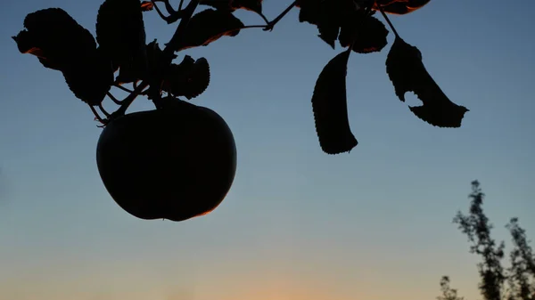 Silueta Una Sola Manzana Malus Algunas Hojas Oscuras Cielo Con —  Fotos de Stock