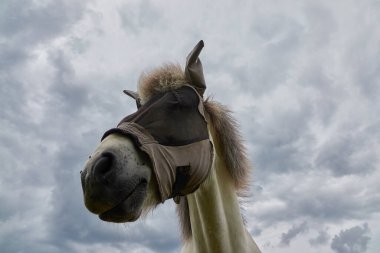 At (Equus caballus) da bir göz koruması takan uçuş koruma maskesi, gri bulutlu gökyüzü, derin perspektif, Almanya.