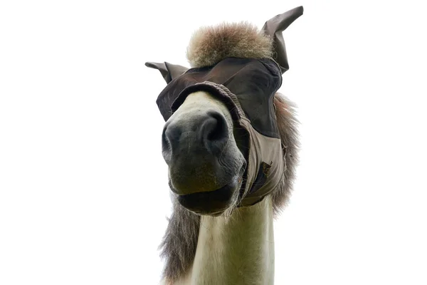 Paard Equus Caballus Met Een Oogbescherming Ook Vliegenbescherming Masker Geïsoleerd — Stockfoto