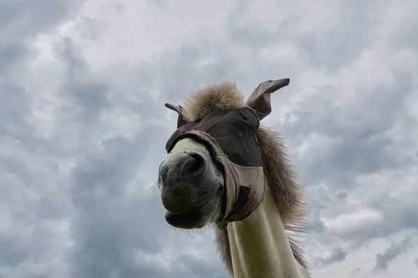 Лошадь Equus Caballus Маске Защиты Глаз Небо Облаками Глубокая Перспектива — стоковое фото