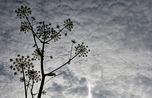 Schafgarbe Achillea Millefolium Heilpflanze Als Silhouette Fotografiert Von Unten Dicht — Stockfoto