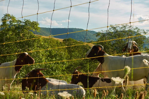 Elektrik yüklü bir güvenlik çitinin arkasında birkaç keçi, otlayan sığırların kahverengi ve beyaz kürkleri, arka planda birçok ağacı olan yeşil tepeleri var. Almanya, Baden Wuerttemberg.