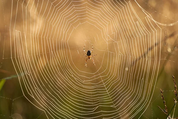 Araignée Jardin Araneus Dans Toile Sur Bruyère Éclairée Par Lumière — Photo