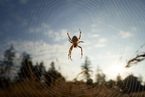 Садовый Паук Araneus Паутине Лес Луг Заднем Плане Германия Шонбухе — стоковое фото