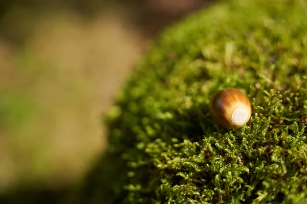 Brązowy Żołędź Leży Pniu Drzewa Świeżym Zielonym Mchem Przestrzeń Kopiowania — Zdjęcie stockowe