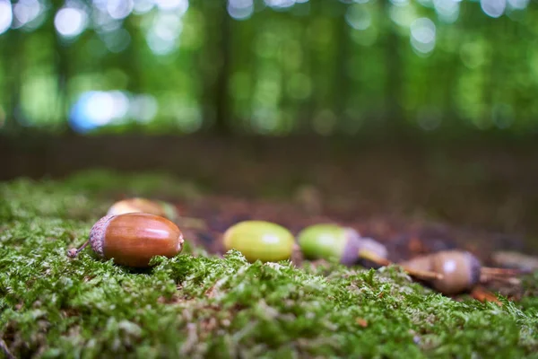 Mehrere Eicheln Liegen Auf Einem Bemoosten Baumstumpf Grünen Wald — Stockfoto