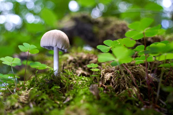 Mushroom Coprinellus Micaceus Grows Beautiful Forest Clover — Stock Photo, Image