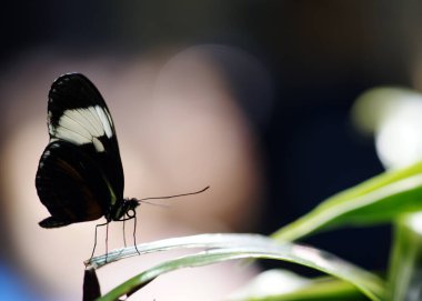 Kelebek - Yakın çekim
