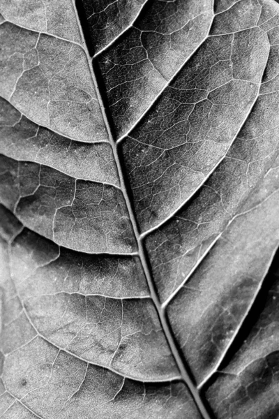 Doğanın desenleri - Bir yaprağın yakın çekimi