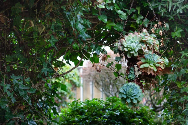 Echeveria elegans Rose, bola de nieve mexicana. Planta verde arco natural en jardín — Foto de Stock