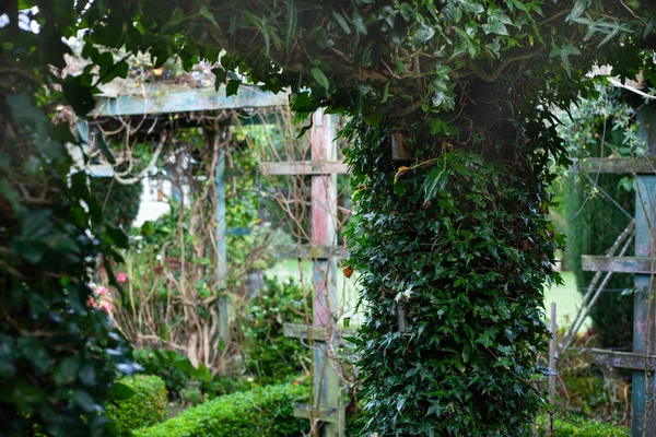 Plantas verdes arco en el jardín. antigua estructura de madera en el fondo — Foto de Stock