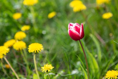 Sarı karahindibalı yeşil çimenlikte pembe ve beyaz bir lale. Bireysellik, sıradışı, herkesten farklı.