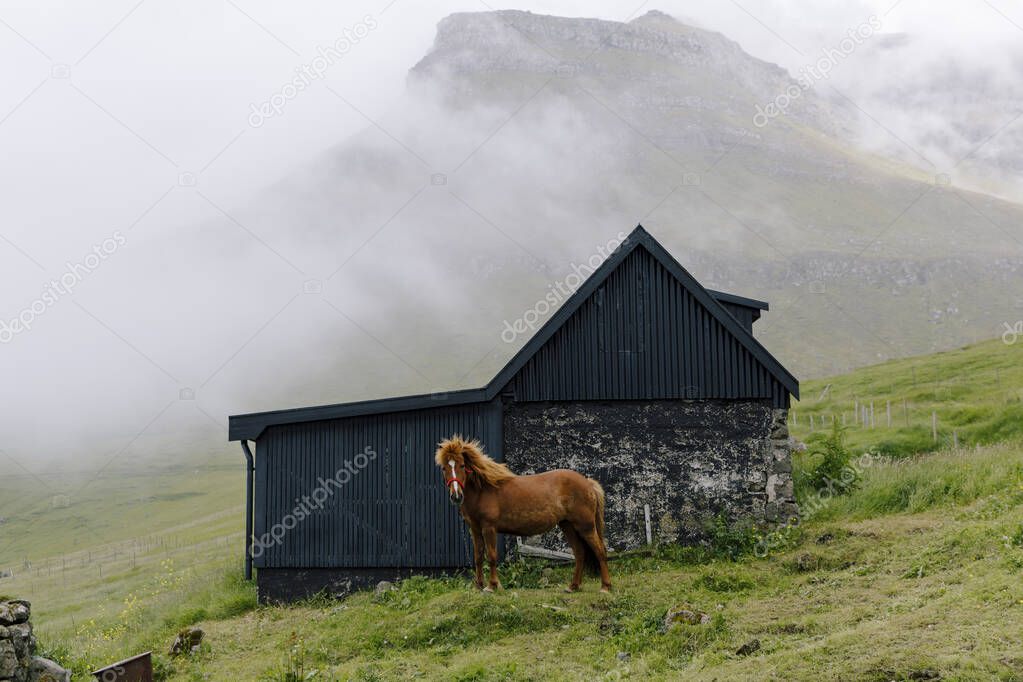 Beautiful horse in front of faroese traditional house in foggy day