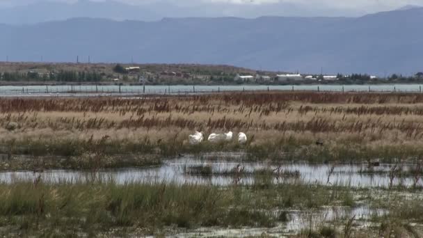 Landschaft Von Calafate Argentinien — Stockvideo