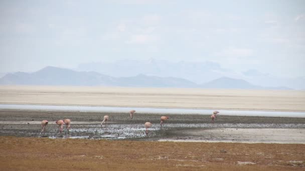 Salar Uyuni Bolivia — Stockvideo