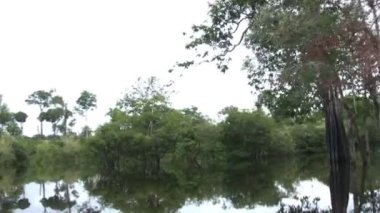 Amazon Nehri, Manaus, Brezilya