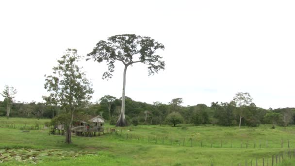 Uitzicht Manaus Brazilië — Stockvideo