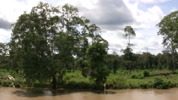 Amazonas Brasilien Südamerika — Stockvideo