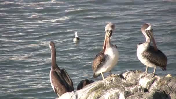 Brown Pelican Vina Del Mar Χιλή — Αρχείο Βίντεο