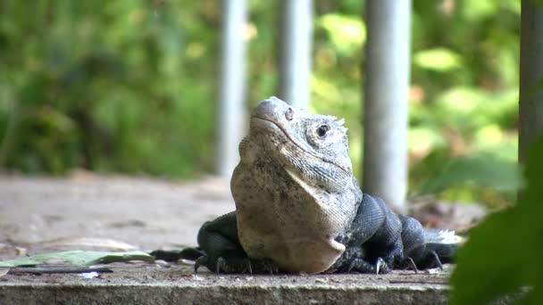 Gröna Iguana Manuel Antonio National Park Costa Rica — Stockvideo