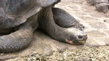 Galapagos Dev Kaplumbağa, Santa Cruz Adası, Galapagos Adaları, Ekvador