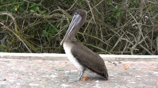Galapagos Brown Pelican Santa Cruz Island Galapagos Islands Ecuador – stockvideo