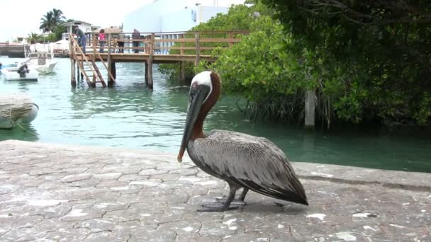 Galapagos Brown Pelican Santa Cruz Island Galapagos Eilanden Ecuador — Stockvideo