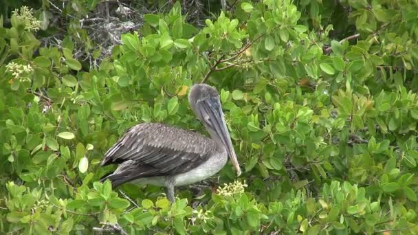 Galapagos Brown Pelican Santa Cruz Island Galapagos Eilanden Ecuador — Stockvideo