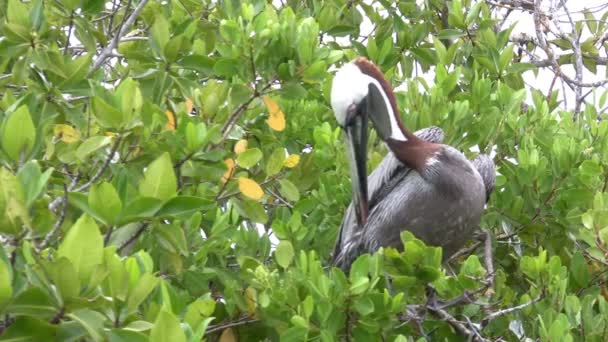 Galapagos Brown Pelican Santa Cruz Sziget Galapagos Szigetek Ecuador — Stock videók