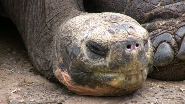 Galapagos Gigiant Tortoise Santa Cruz Island Galapagos Islands Ecuador — стокове відео