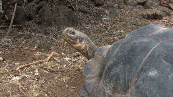 厄瓜多尔加拉帕戈斯群岛圣克鲁斯岛Galapagos巨龟 — 图库视频影像