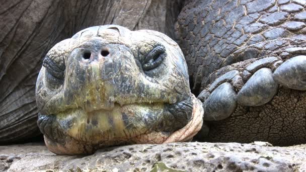 Galapagos Óriásteknős Santa Cruz Sziget Galapagos Szigetek Ecuador — Stock videók