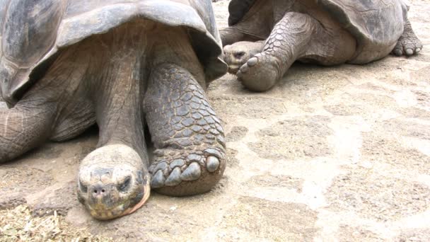Galapagos Giant Tortoise Santa Cruz Island Galapagos Islands Ecuador — Stock Video