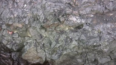 Deniz İguanası, Isabela Adası, Galapagos Adaları, Ekvador