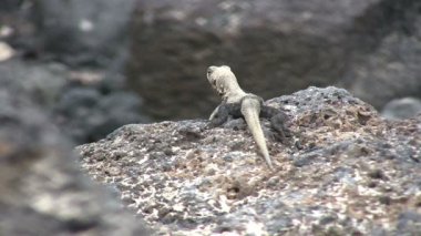 Lav Kertenkelesi, Isabela Adası, Galapagos Adaları, Ekvador