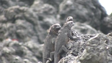 Deniz İguanası, Isabela Adası, Galapagos Adaları, Ekvador