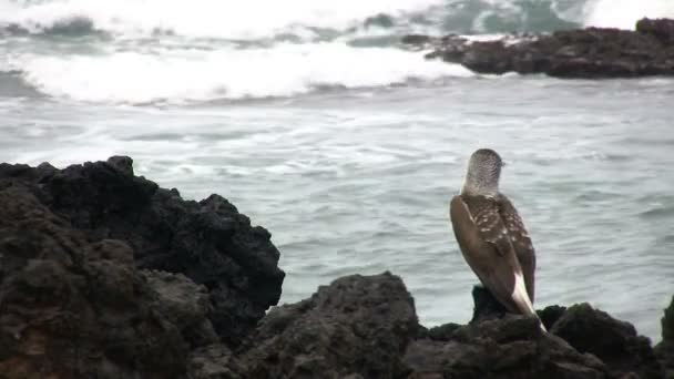 Galápagos Booby Pés Azuis Ilha Isabela Ilhas Galápagos Equador — Vídeo de Stock