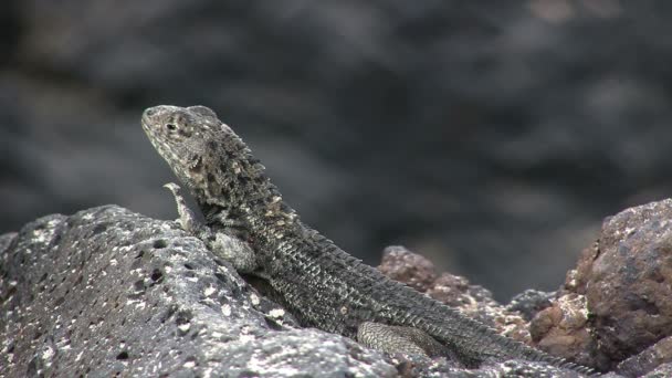 Lava Lizard Ilha Isabela Ilhas Galápagos Equador — Vídeo de Stock
