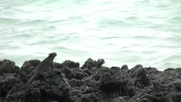 Marine Iguana Isola Isabela Isole Galapagos Ecuador — Video Stock