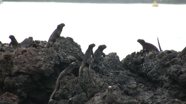 Deniz Guanası Isabela Adası Galapagos Adaları Ekvador — Stok video