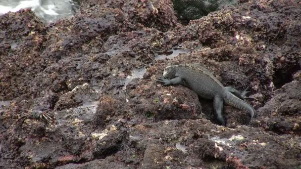 Морська Ігуана Острів Ісабела Галапагоські Острови Еквадор — стокове відео