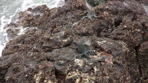 Marine Iguana Isola Isabela Isole Galapagos Ecuador — Video Stock