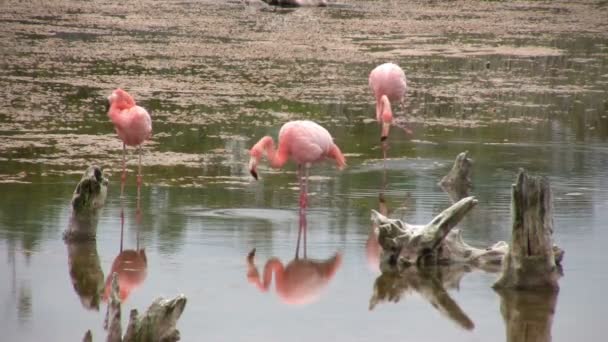 Greater Flamingo Isabela Island Galapagos Eilanden Ecuador — Stockvideo