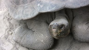 Galapagos Dev Kaplumbağa, Isabela Adası, Galapagos Adaları, Ekvador