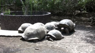 Galapagos Dev Kaplumbağa, Isabela Adası, Galapagos Adaları, Ekvador
