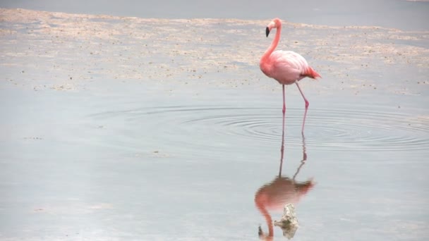 Greater Flamingo Isabela Island Galapagos Eilanden Ecuador — Stockvideo